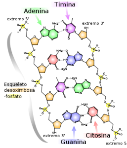 Estructura molecular del ADN
