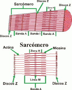 Estructura de un sarcómero