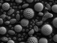Imagen microscópica de granos de polen