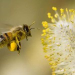 Abeja transportando polen