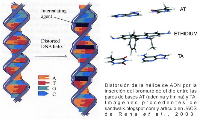 Distorsión de la hélice de ADN por la inserción del bromuro de etidio entre las pares de bases AT (adenina y timina) y TA. Imágenes procedentes de sandwalk.blogspot.com y artículo en JACS de Reha et al., 2003.