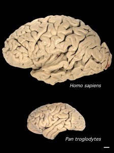 comparativa de tamaño entre el cerebro de un ser humano y el de un chimpancé