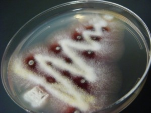 Otro árbol de Navidad mediante cultivo de microorganismos.