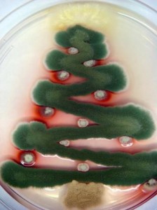 Árbol navideño formado por cultivo de microorganismos.