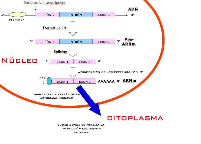 Esquema del proceso de transcripción incluyendo el splicing de los intrones para formar el ARN mensajero final