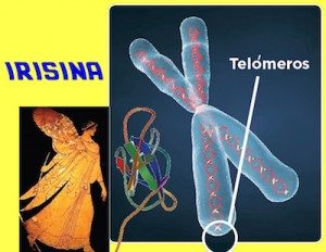 Irisina y los telómeros