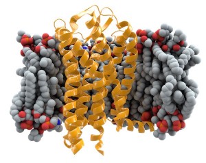 Representación del receptor CCR5 en la membrana. 