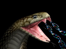 DNA-cobra