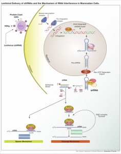 Ejemplo de la técnica de silenciamiento de genes mediante uso de vectores virales de Lentivirus