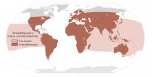 Distribución de las serpientes a nivel mundial.