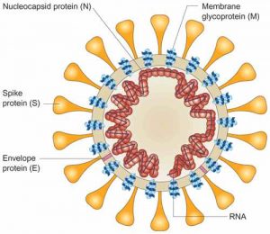 Imagen de la estructura de un coronavirus